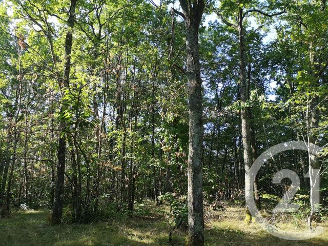 Afficher la photo en grand Terrain à vendre - 4090 m2 - LISLE SUR TARN - 81 - MIDI-PYRENEES