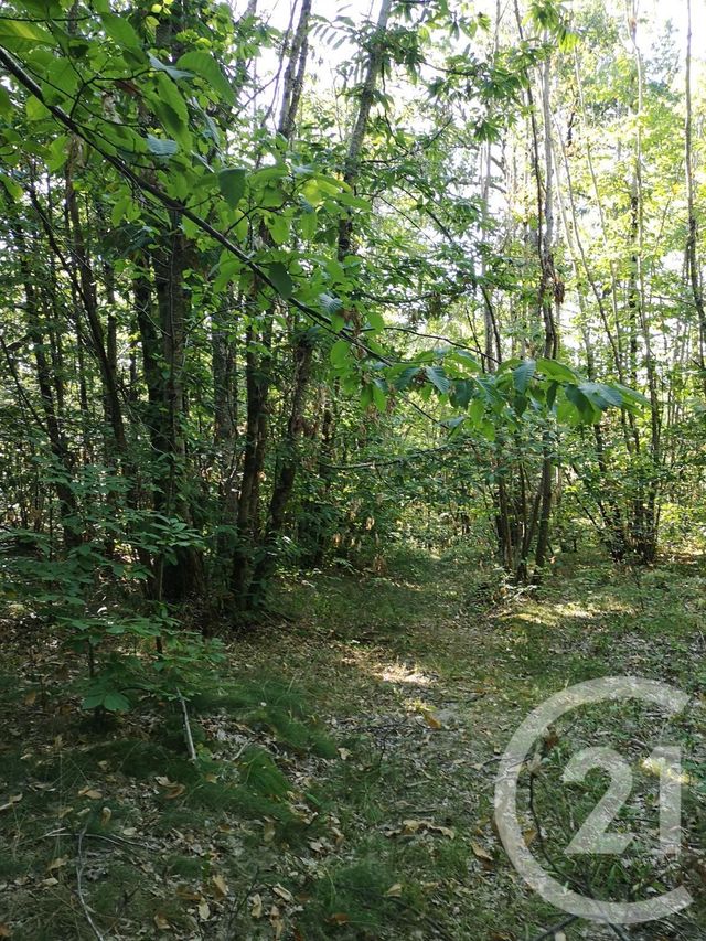 Afficher la photo en grand Terrain à vendre - 4090 m2 - LISLE SUR TARN - 81 - MIDI-PYRENEES